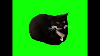 {* green screen cat *} (26 , I’m didn’t count)