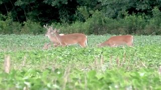 Critters Everywhere in the Beans - Summer Scouting July 2021