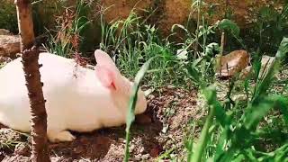 Bunny Is Eating Gr