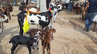 Sunday Bakra Mandi Sahiwal 2025 Top Cl Beetal Breeder And Beetal Goats