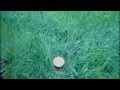 Perrechicos y colmenillas "setas de primavera"
