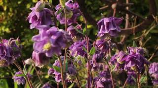 Matrons Garden Trailer
