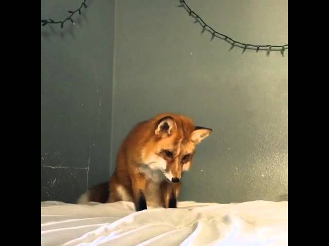 Fox Doesn’t Understand That White Blanket Isn’t Snow - Video
