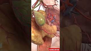 The Pancreas A Mastercl In Anatomy