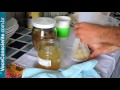Kefir de Água - como cuidar mais fácil - Rudolfo Pacheco