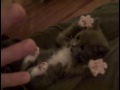 Jazz Paws, Kitten