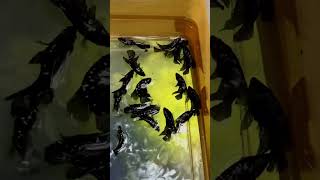 Black Mamba Bottling