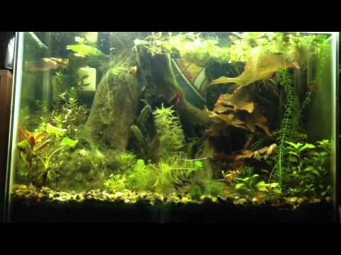 Planted 29 gallon musk turtle tank - YouTube