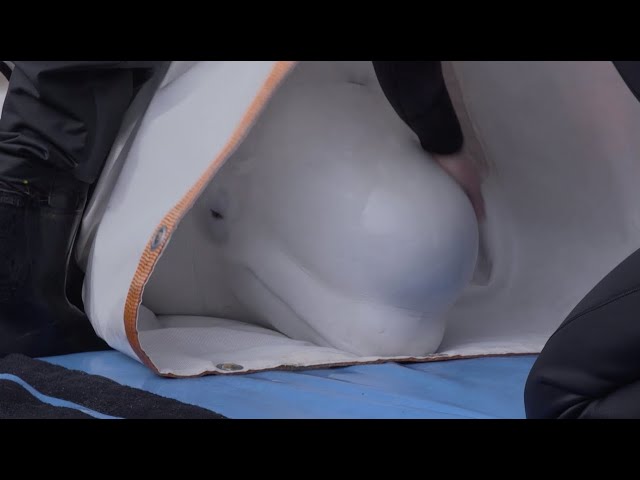 Beluga whales Little Grey and Little White move into their sea sanctuary care area in Iceland