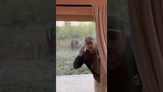 K9 Gets Caught