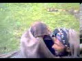 Gojari bait:Basharat bhalessi jatota Draie