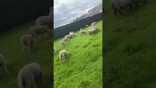 Mouton Qui Mange Heureux