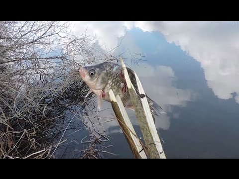 ЛОВЛЮ УКЛЕЮ, КАРАСЯ САМЫМ ДРЕВНИМ СПОСОБОМ И ГОТОВЛЮ УХУ ЛОВЛЮ УКЛЕЮ, КАРАСЯ САМЫМ ДРЕВНИМ СПОСОБОМ И ГОТОВЛЮ УХУ