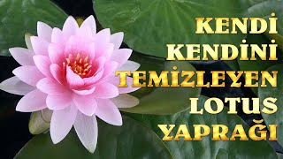 Kendi Kendini Temizleyen Lotus Yaprağı