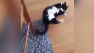 💗Aww - Funny and Cute Dog and Cat Compilation 2020💗 # 2 - CuteVN