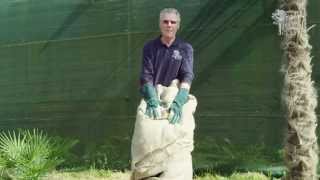 Winter Care - Wrapping A Palm Tree