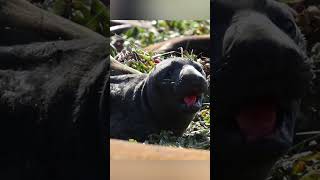 Cute Newborn Baby Elephant Seal Adjusting To First Day Of Life