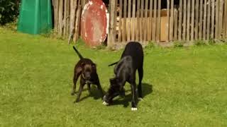 Staffy Playing With Great Dane