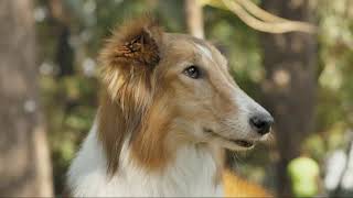 Dog Licking Nose