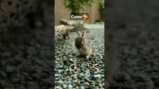 Cuteu