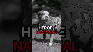 Este Perro Es Un Héroe Nacional Sargento Stubby