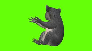 Green Screen Chroma Key Animal 4K Koala Bear