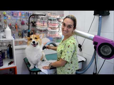 trimming "Corgi Bruce"