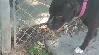 Meet 13786A Remi A Terrier American Staffordshire Currently Available For Adoption At Petango