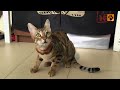 孟加拉貓 Bengal Cat【My Pet寵物閑情】