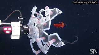 This robot catches deep-sea creatures Pokémon-style | Science News