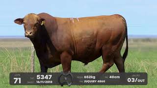 LOTE 71 - TOUROS BRANGUS - LEILÃO SÃO BIBIANO 2021