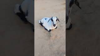 Wowbaby Goat Chill