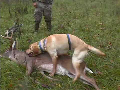deer with dogs deer with dogs in virginia how to save money and do it yourself deer with dogs deer with dogs in virginia how to save money and do it yourself