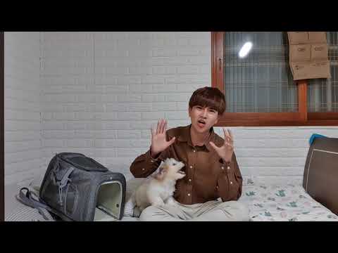 Nhận nuôi chó ở Hàn Quốc