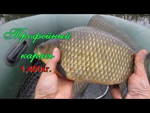 ловля коропа на кивок видео ловля коропа на кивок видео