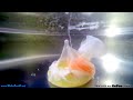 Poaching an Egg Under Water View - GoPro