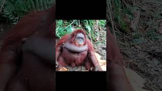 Orangutan With Leaves.