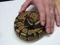 Yellowbelly Piebald Ball Python! - AKA Pumpkin Pied