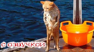 Приколы С Котами! Самая Смешная Озвучка Животных! До Слёз!