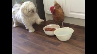 Dog Miffed At Chicken Eating His Dinner Viralhog