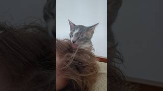 Kitten Is Licking Human Hair