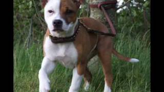 Staffordshire Bull Terrier Amber & Lily