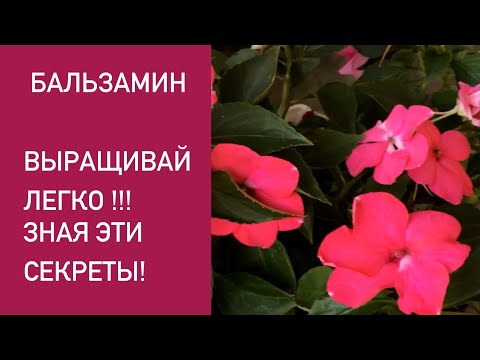 ВЫРАЩИВАНИЕ БАЛЬЗАМИНА. БОЛЕЗНИ. УХОД.