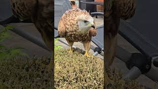 Red Kite Is Very Curious And Comes Close To Us .