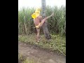 Penari Bogel Edisi Ladang Tebu images Penari Bogel Edisi Ladang Tebu