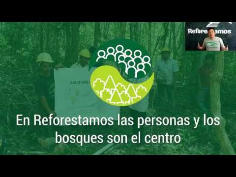 Webinarios de diversas temáticas forestales