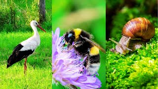 Get Rid Off Stress - Animal Sounds To Relaxing Music