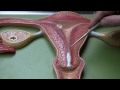 Uterus