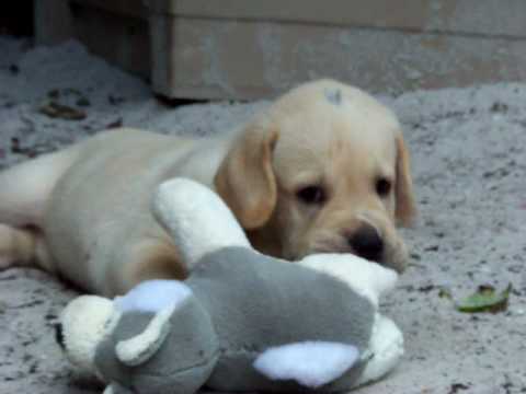 yellow labrador puppies for sale. Yellow labrador Puppies for