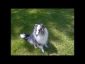 BluemerleSheltie